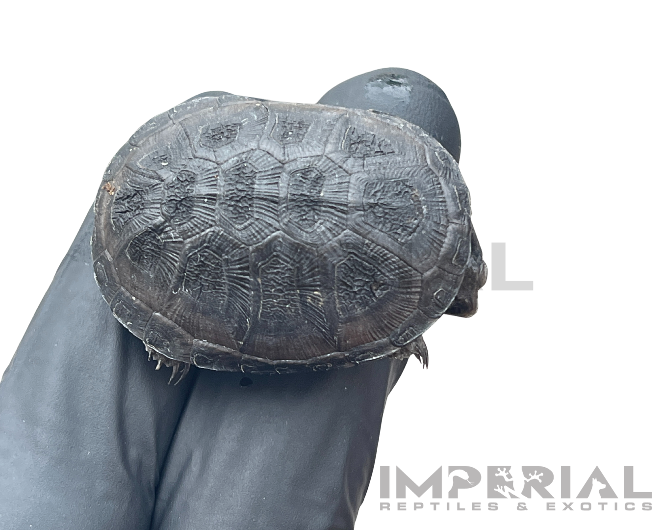 African Dwarf Mud Turtle Baby
