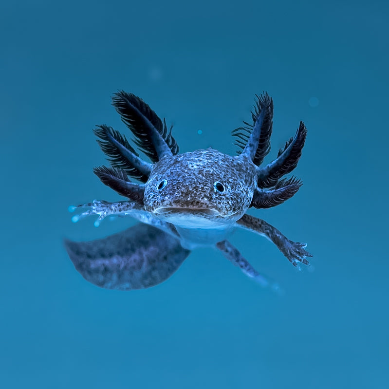 Axanthic Axolotl — image 2