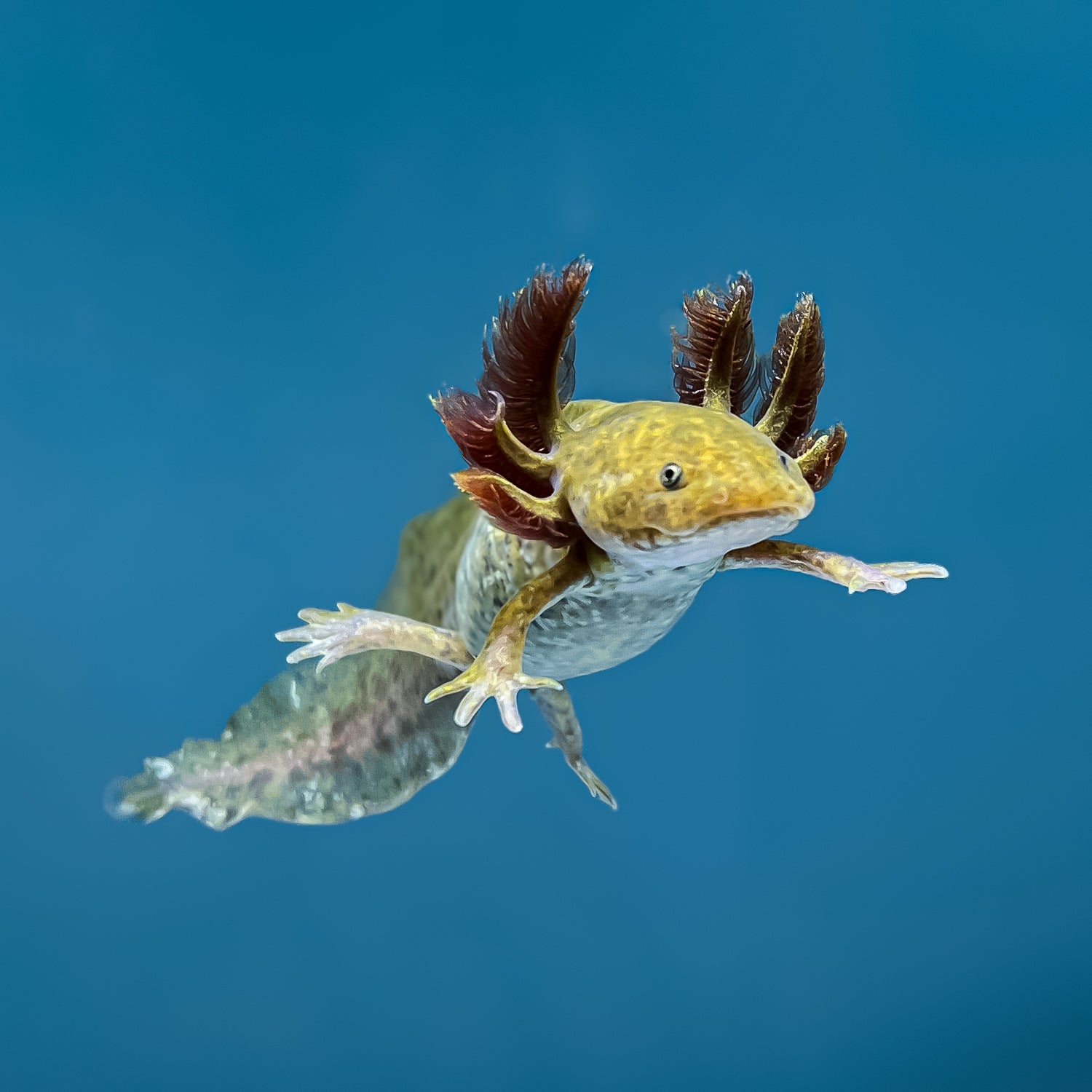 Copper Axolotl — image 2