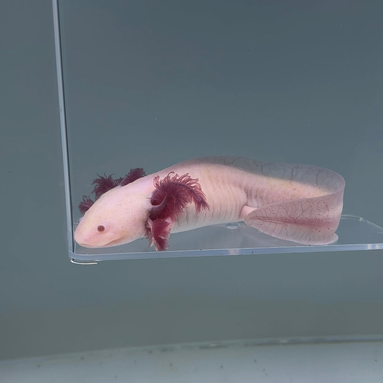 Ember (Female) — image 2