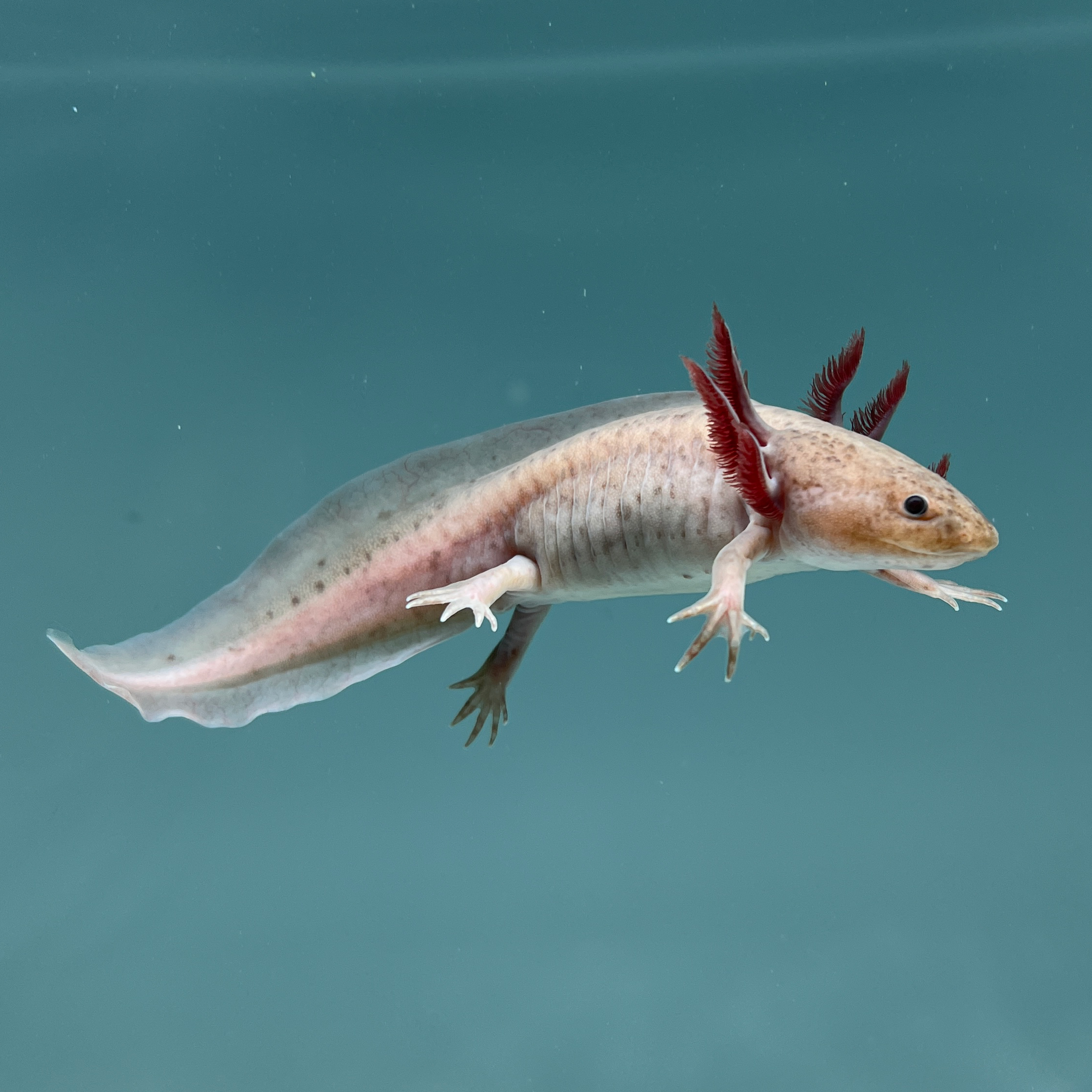 Melanoid Axanthic Copper Axolotl — image 3